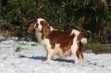 GESTATION - CAVALIER KING CHARLES 004